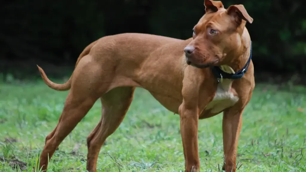 Medium close-up photograph of a muscular short-haired American Pit Bull Terrier standing outdoors on grass.