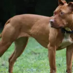 Medium close-up photograph of a muscular short-haired American Pit Bull Terrier standing outdoors on grass.