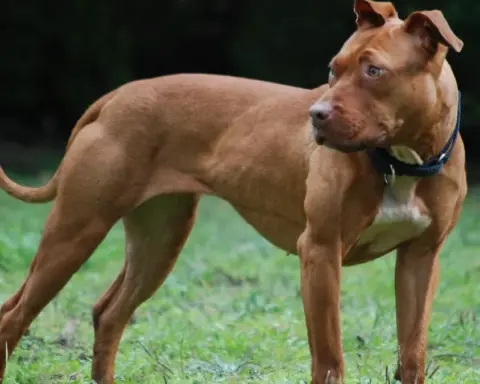 Medium close-up photograph of a muscular short-haired American Pit Bull Terrier standing outdoors on grass.