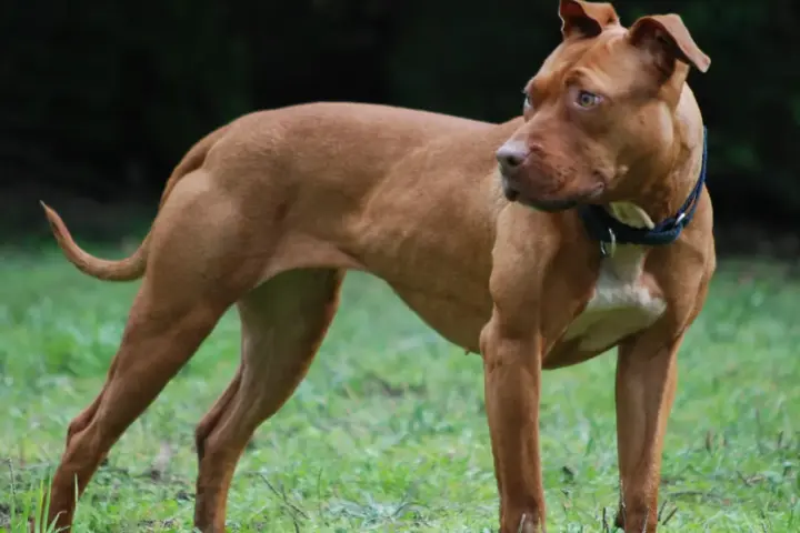 Medium close-up photograph of a muscular short-haired American Pit Bull Terrier standing outdoors on grass.