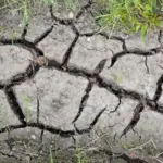 Deep cracks across dry soil after prolonged heat and low rainfall, showing drought stress in parched ground.