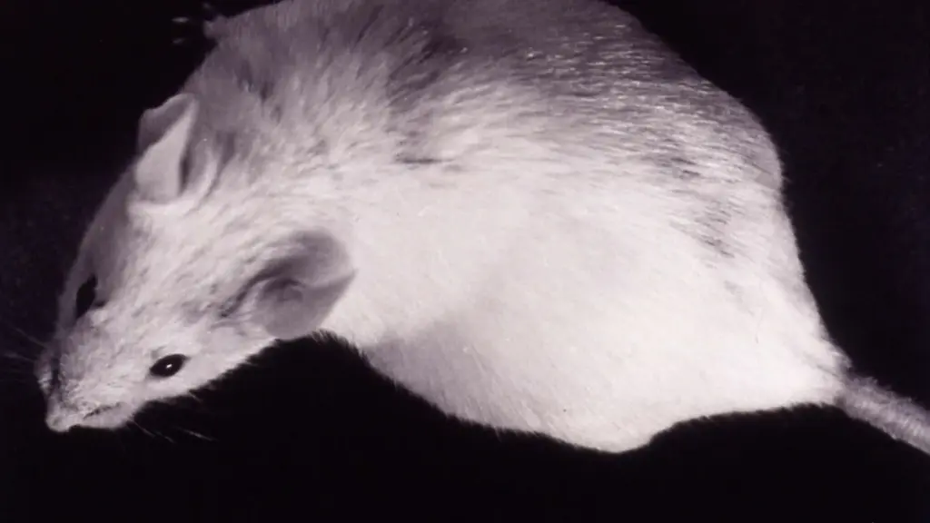 A laboratory mouse used in biomedical research, representing animal models in neurological and cellular studies.