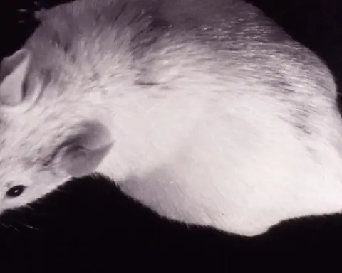 A laboratory mouse used in biomedical research, representing animal models in neurological and cellular studies.