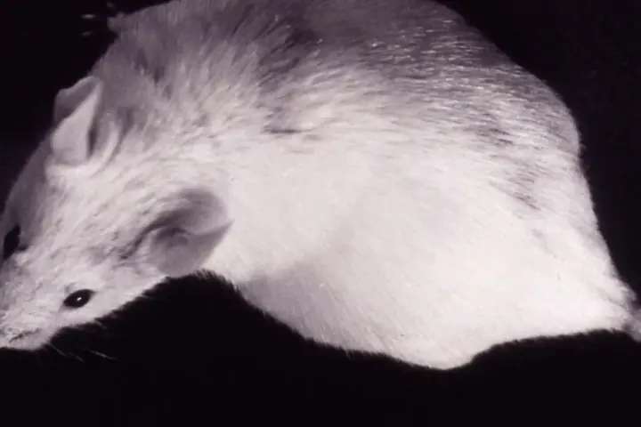 A laboratory mouse used in biomedical research, representing animal models in neurological and cellular studies.