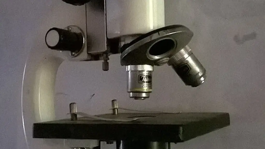 Laboratory microscope on a bench used as context for developmental biology and brain research studies.