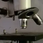 Laboratory microscope on a bench used as context for developmental biology and brain research studies.