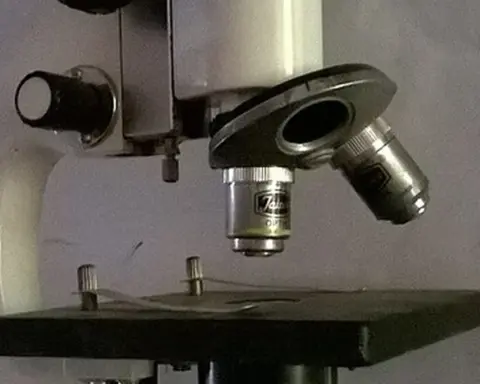 Laboratory microscope on a bench used as context for developmental biology and brain research studies.