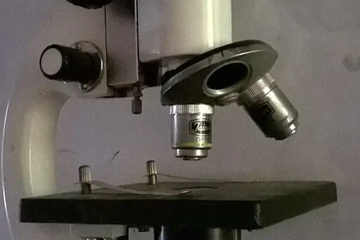 Laboratory microscope on a bench used as context for developmental biology and brain research studies.
