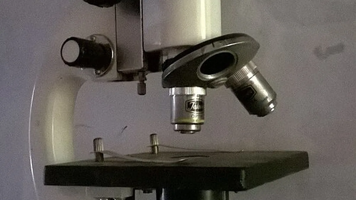 Laboratory microscope on a bench used as context for developmental biology and brain research studies.