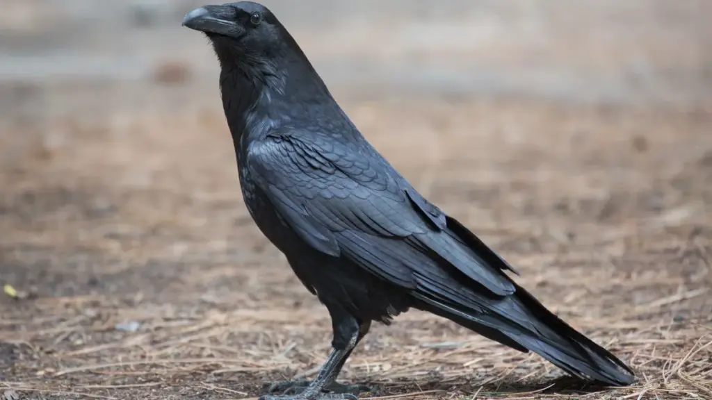 Common raven perched outdoors, photographed by a USFWS photographer