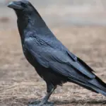 Common raven perched outdoors, photographed by a USFWS photographer