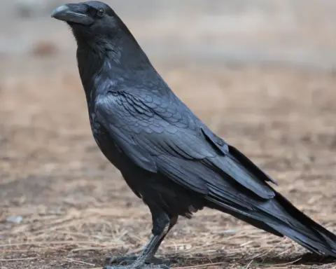 Common raven perched outdoors, photographed by a USFWS photographer