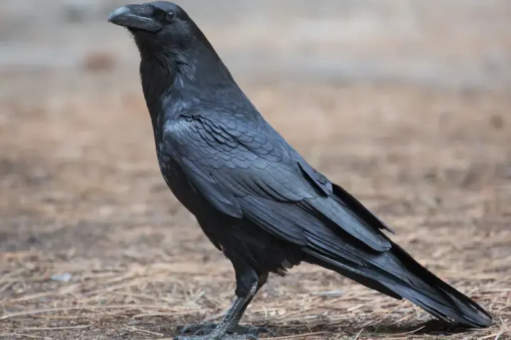 Common raven perched outdoors, photographed by a USFWS photographer