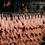 Food safety workers inspecting meat products inside a processing facility during official inspection