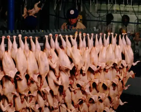 Food safety workers inspecting meat products inside a processing facility during official inspection