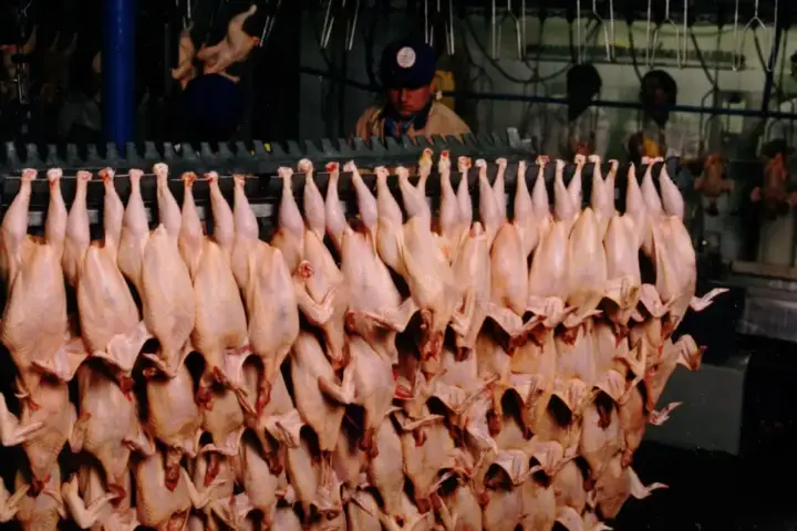 Food safety workers inspecting meat products inside a processing facility during official inspection