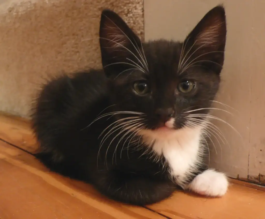 Kayaker’s river rescue: tuxedo kitten named Lucky after climbing from tree into kayak