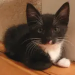 Kayaker’s river rescue: tuxedo kitten named Lucky after climbing from tree into kayak