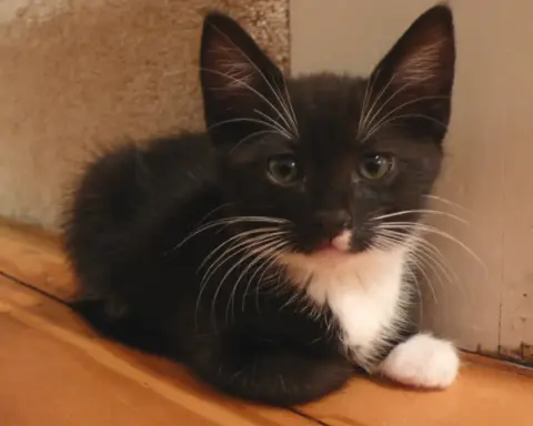 A young black and white tuxedo kitten with green eyes sitting outdoors on grass.