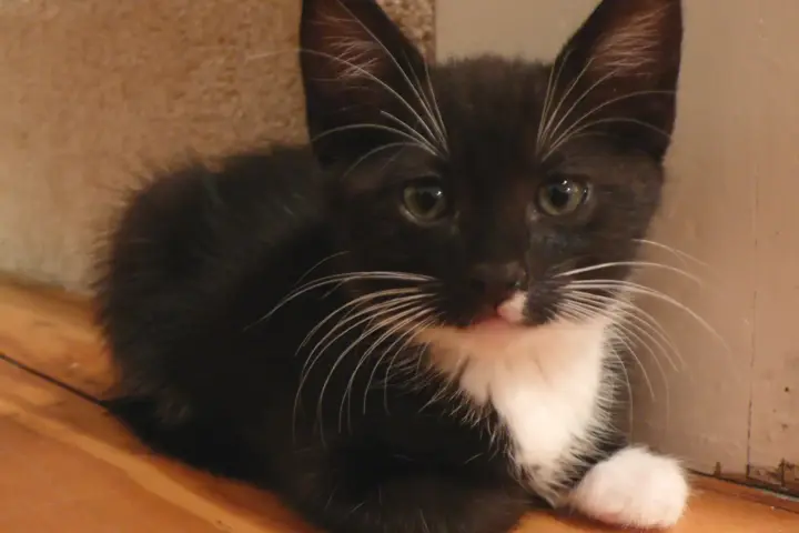A young black and white tuxedo kitten with green eyes sitting outdoors on grass.