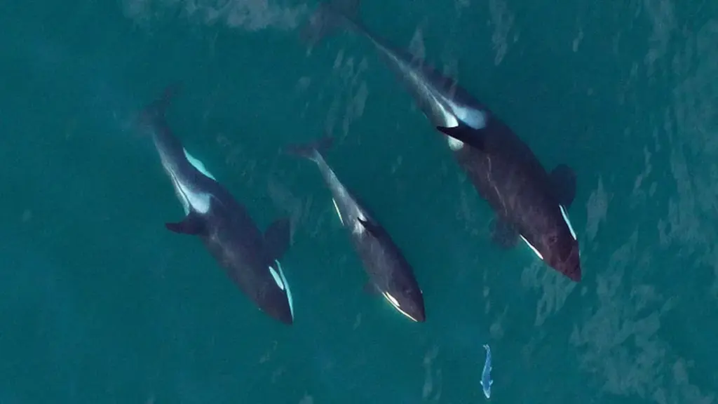 Southern Resident killer whales swimming together while hunting salmon
