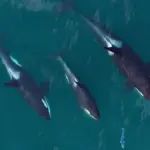 Southern Resident killer whales swimming together while hunting salmon