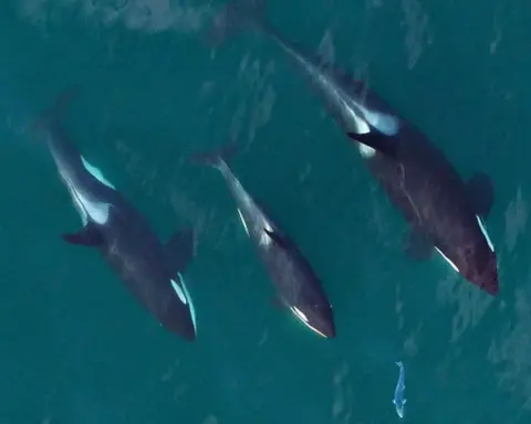 Southern Resident killer whales swimming together while hunting salmon