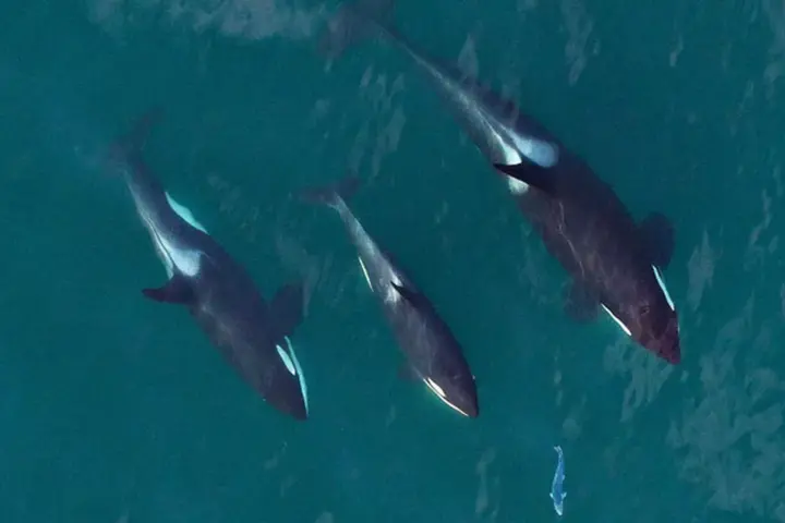 Southern Resident killer whales swimming together while hunting salmon