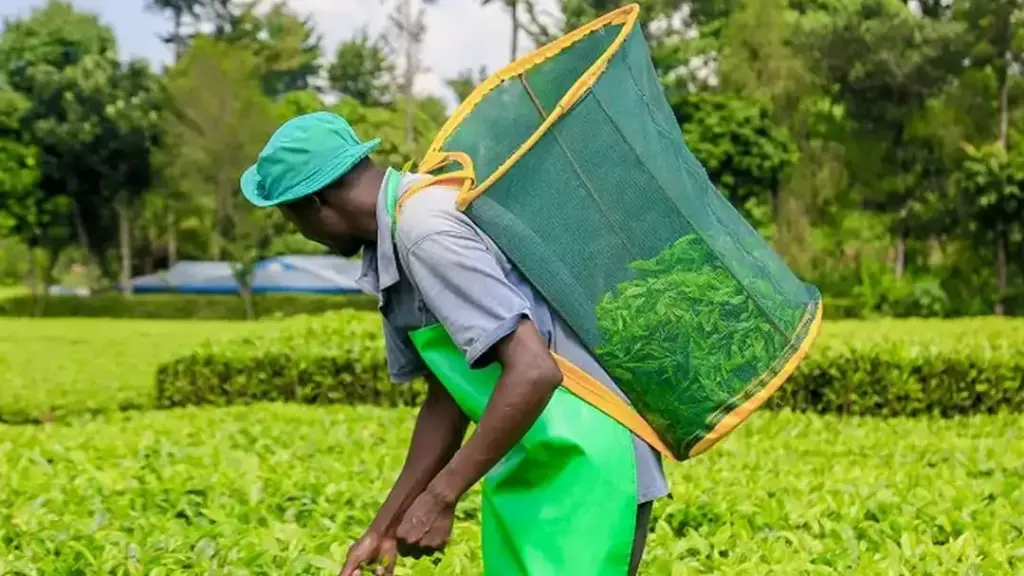 Kenyan tea worker harvesting fresh leaves on a plantation affected by changing weather