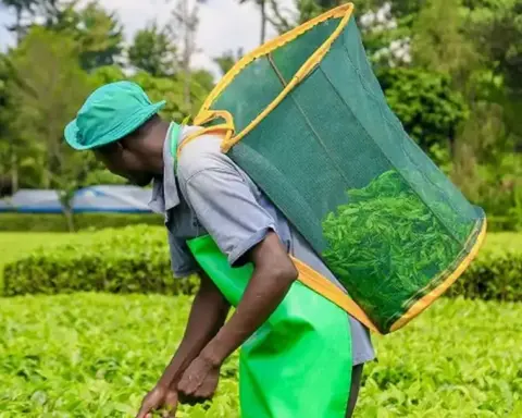 Kenyan tea worker harvesting fresh leaves on a plantation affected by changing weather