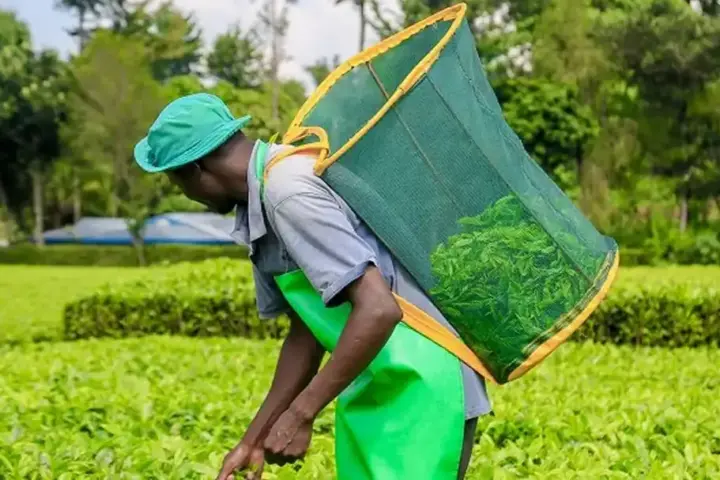 Kenyan tea worker harvesting fresh leaves on a plantation affected by changing weather