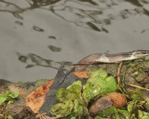 Common Krait snake with glossy black scales and thin paired white bands across its body