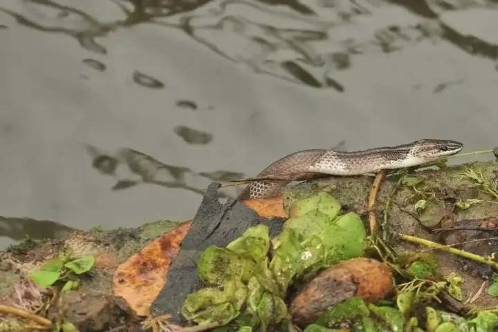 Common Krait snake with glossy black scales and thin paired white bands across its body