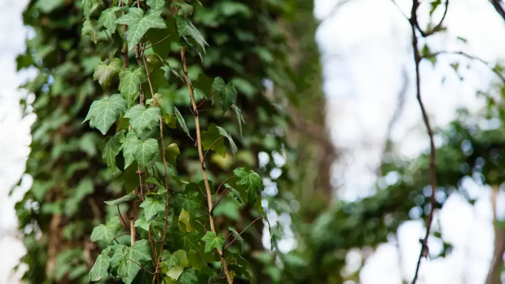 English ivy growing on a wall