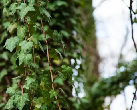 English ivy growing on a wall