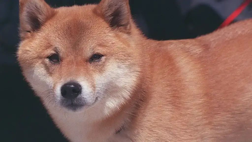 A Shiba Inu dog standing outdoors, the breed associated with Dogecoin culture.