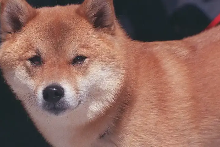 A Shiba Inu dog standing outdoors, the breed associated with Dogecoin culture.
