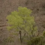 Dry deciduous forest in Sri Lankamaleswara Wildlife Sanctuary, Andhra Pradesh, India
