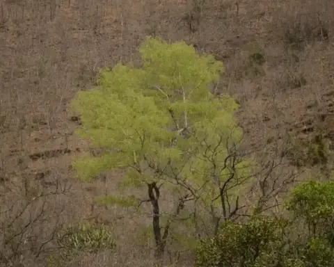 Dry deciduous forest in Sri Lankamaleswara Wildlife Sanctuary, Andhra Pradesh, India