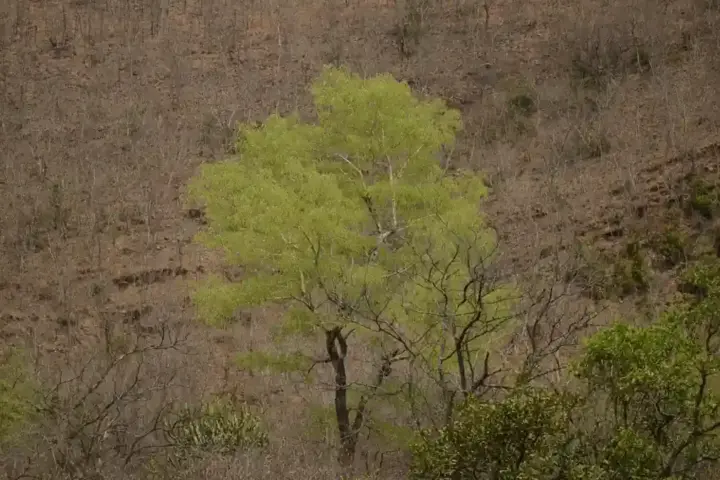 Dry deciduous forest in Sri Lankamaleswara Wildlife Sanctuary, Andhra Pradesh, India