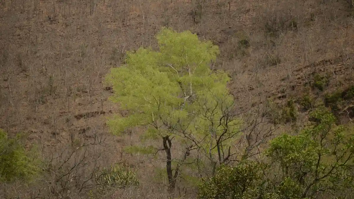 Dry deciduous forest in Sri Lankamaleswara Wildlife Sanctuary, Andhra Pradesh, India