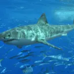 A mature great white shark navigating open coastal ocean waters near the surface