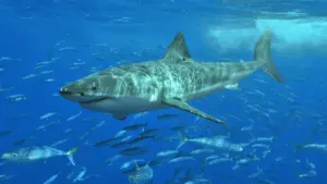 A mature great white shark navigating open coastal ocean waters near the surface