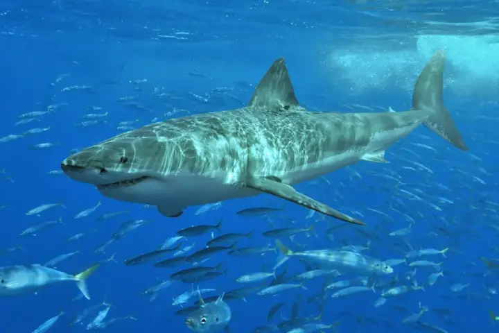 A mature great white shark navigating open coastal ocean waters near the surface