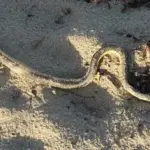 Yellow-bellied sea snake on a sandy shoreline with dark and yellow markings visible.