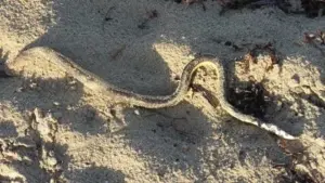 Yellow-bellied sea snake on a sandy shoreline with dark and yellow markings visible.
