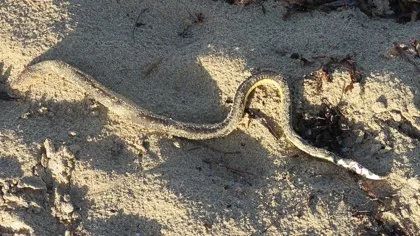 Yellow-bellied sea snake on a sandy shoreline with dark and yellow markings visible.