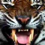A Sumatran tiger resting in its habitat enclosure at Chester Zoo