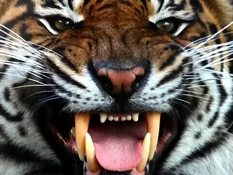 A Sumatran tiger resting in its habitat enclosure at Chester Zoo