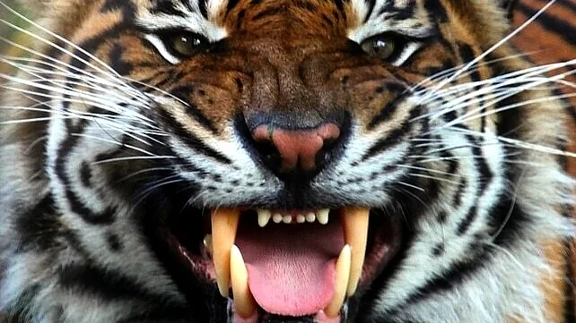 A Sumatran tiger resting in its habitat enclosure at Chester Zoo
